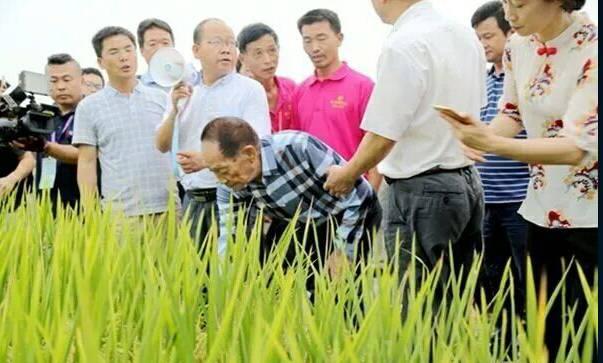 袁隆平“超优1000”水稻在大足试种成功